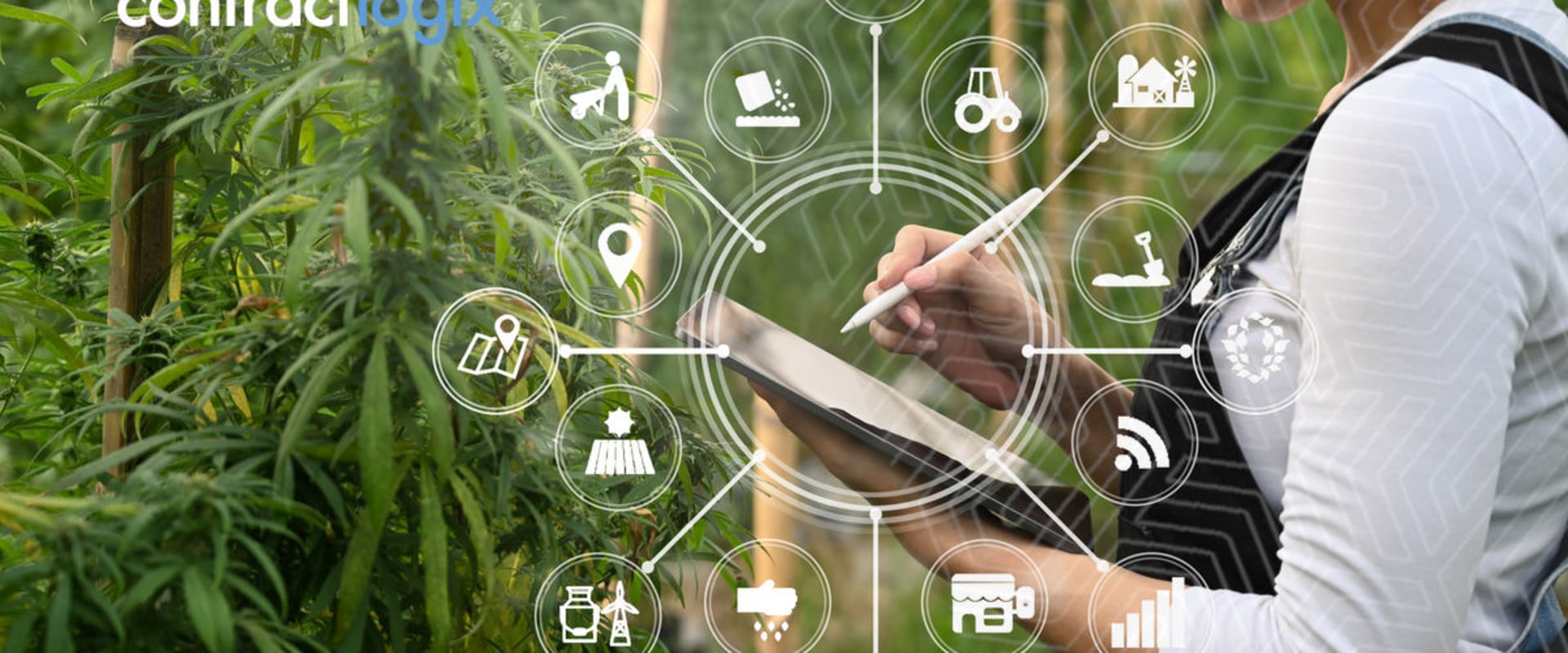 Why Contract Management Is Essential for Successful Hemp Businesses