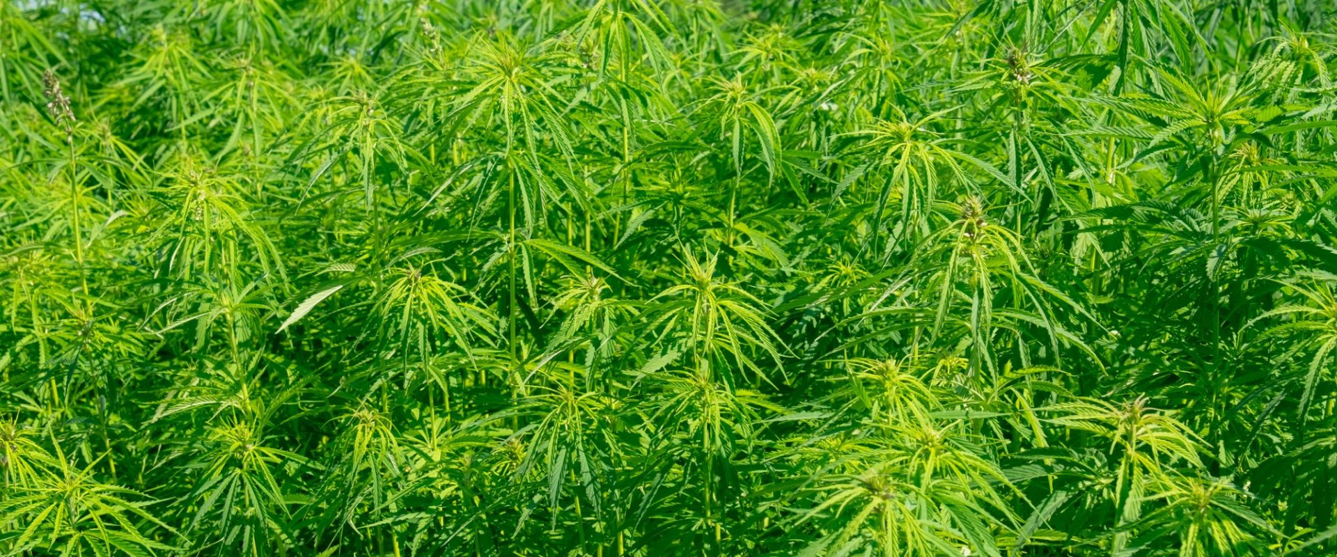 How has hemp changed the world?
