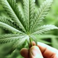 What does hemp do spiritually?