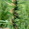 Silver Haze: The Right Hemp For You