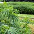 Is hemp still illegal in the us?