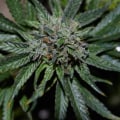 Is cbd part of hemp?