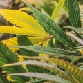Exploring Hemp in Addiction Recovery at Guardian Recovery