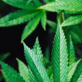 Is there a difference between hemp and cbd gummies?