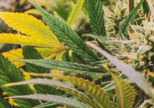 Exploring Hemp in Addiction Recovery at Guardian Recovery